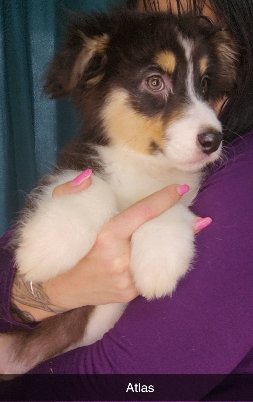 Domaine De Almeida Amor Eterno - Chiots disponibles - Berger Australien