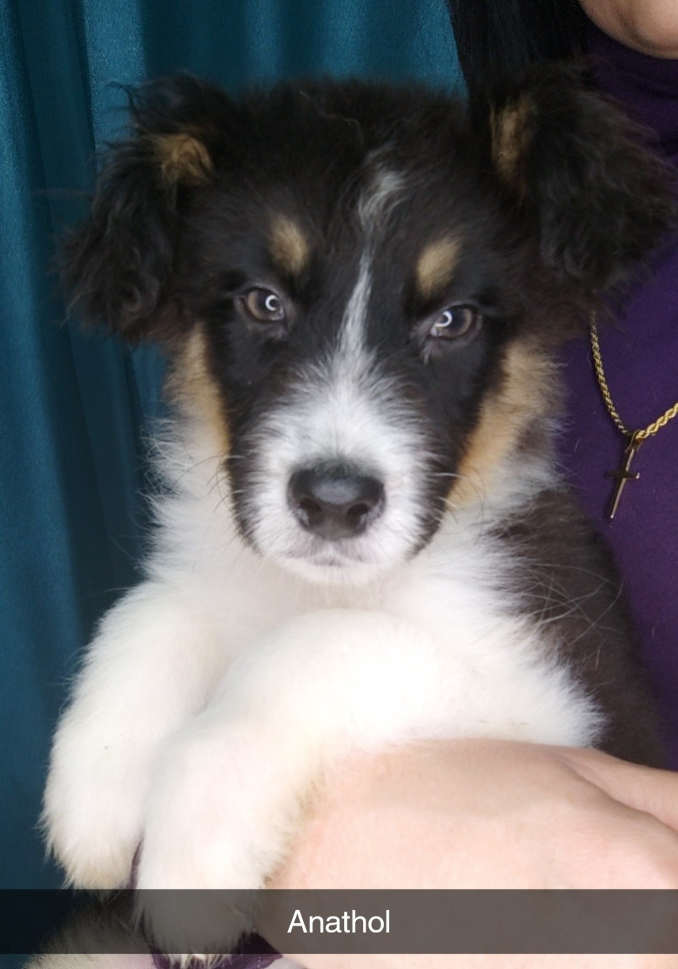 Domaine De Almeida Amor Eterno - Chiots disponibles - Berger Australien