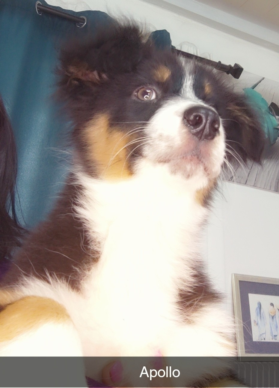 Domaine De Almeida Amor Eterno - Chiots disponibles - Berger Australien