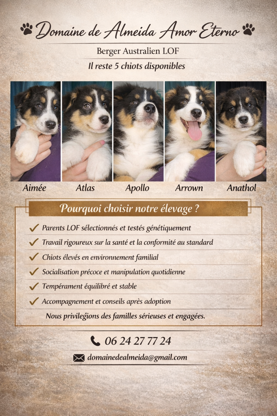 Domaine De Almeida Amor Eterno - Berger Australien - Portée née le 28/10/2025