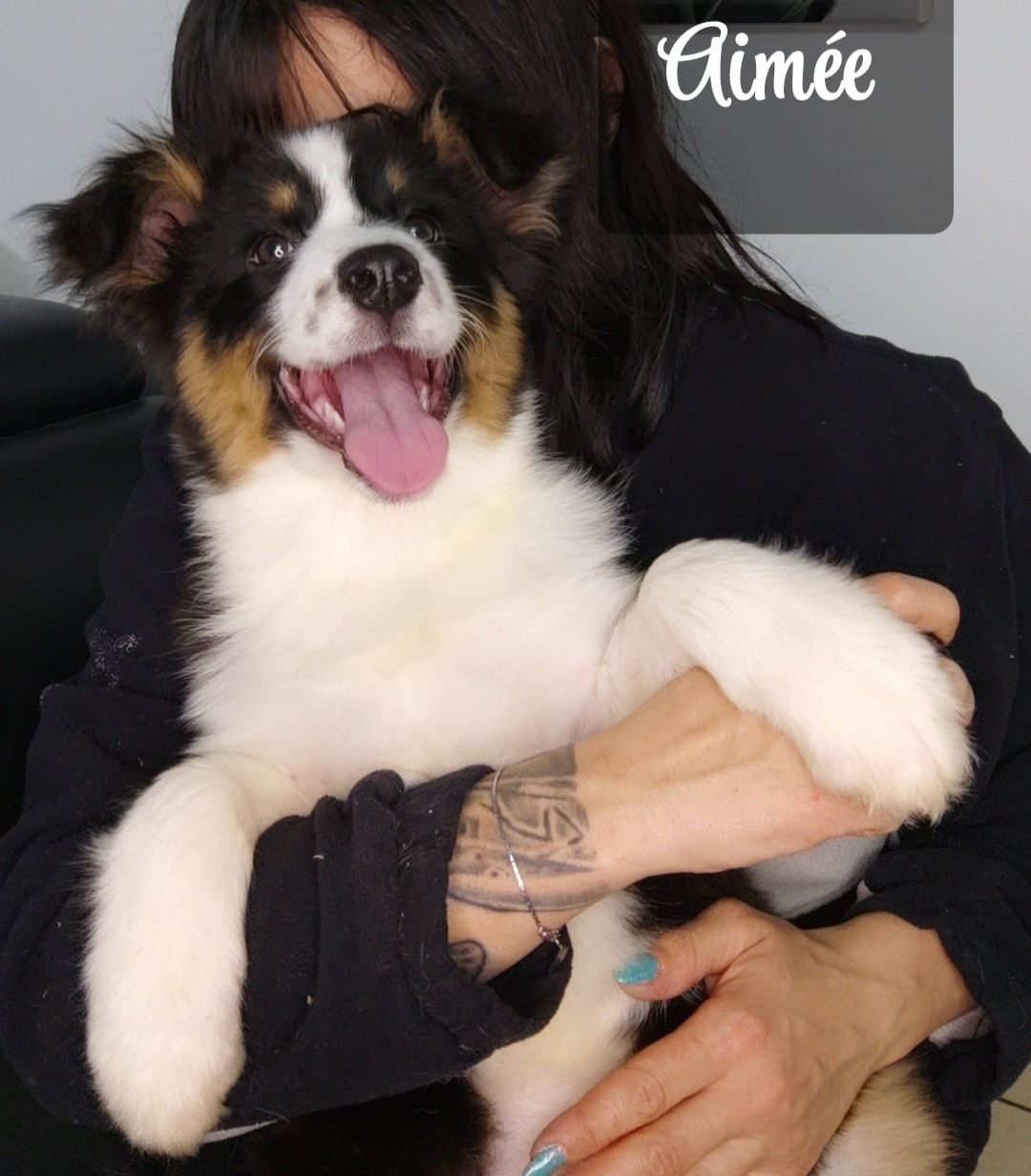 Domaine De Almeida Amor Eterno - Chiots disponibles - Berger Australien