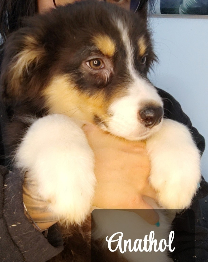 Domaine De Almeida Amor Eterno - Chiots disponibles - Berger Australien