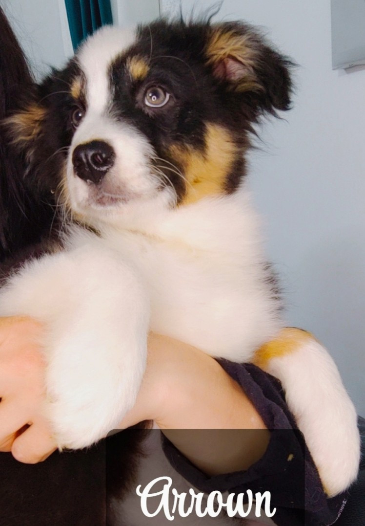 Domaine De Almeida Amor Eterno - Chiots disponibles - Berger Australien