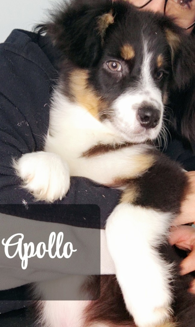 Domaine De Almeida Amor Eterno - Chiots disponibles - Berger Australien