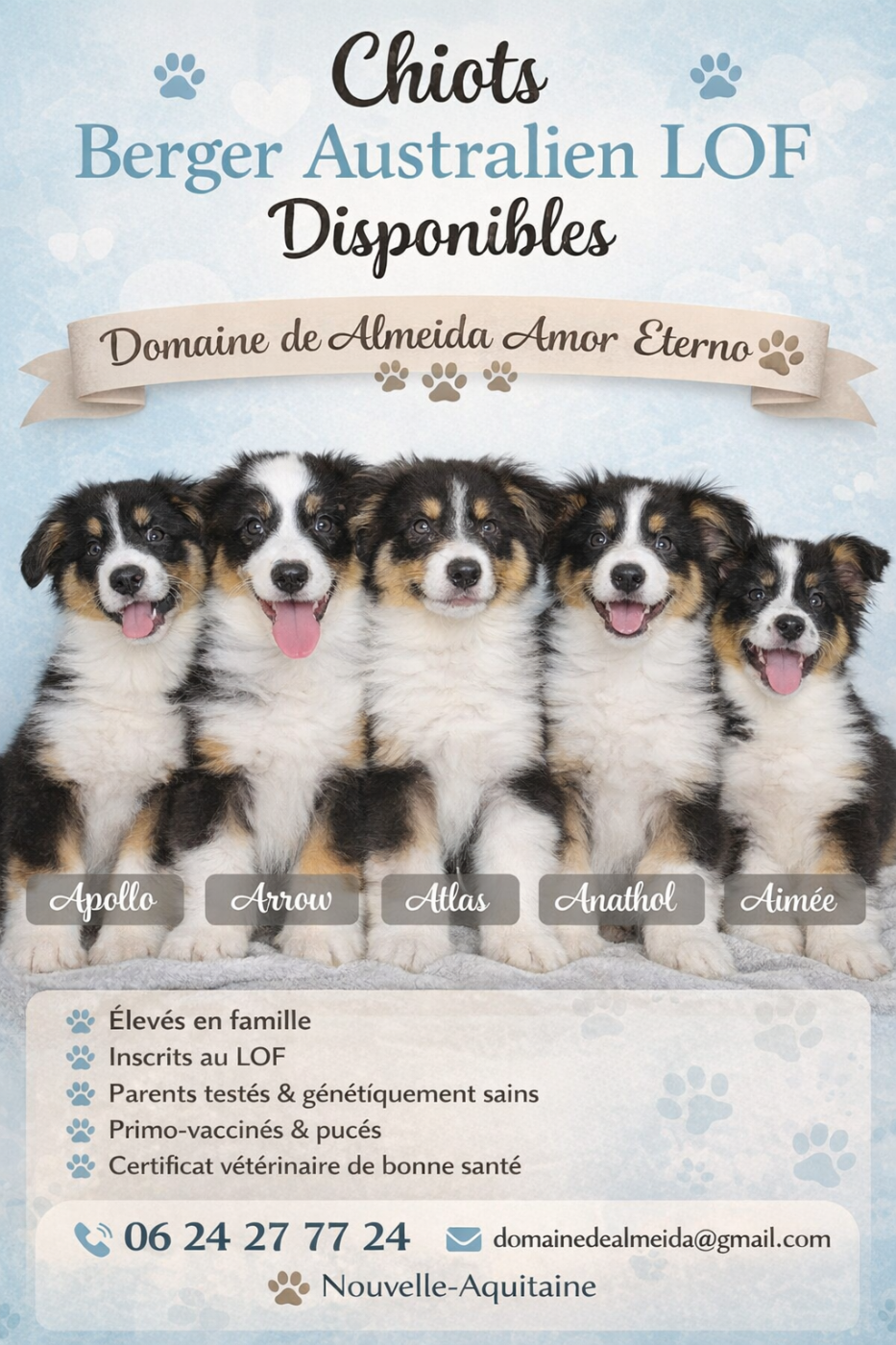 Chiot Berger Australien Domaine De Almeida Amor Eterno