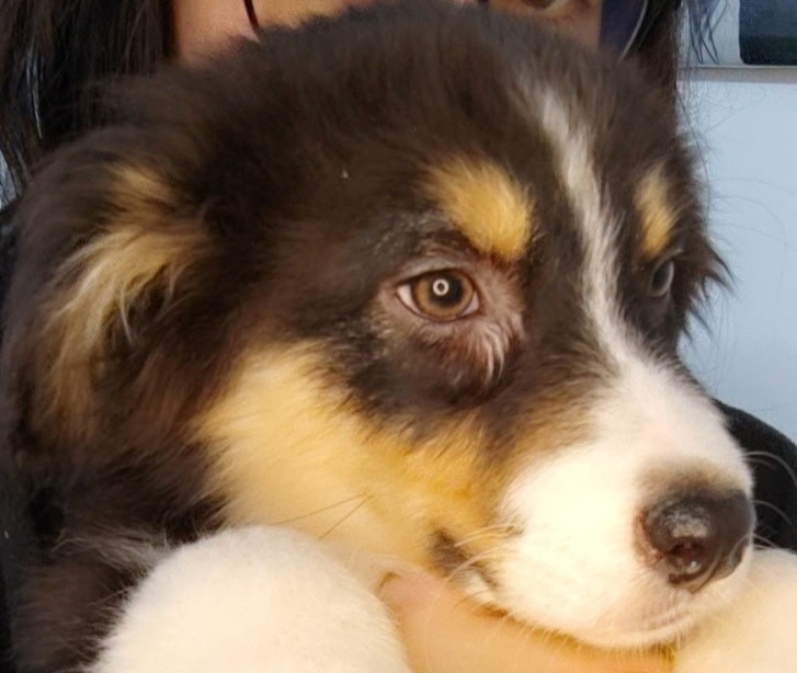 Domaine De Almeida Amor Eterno - Chiots disponibles - Berger Australien