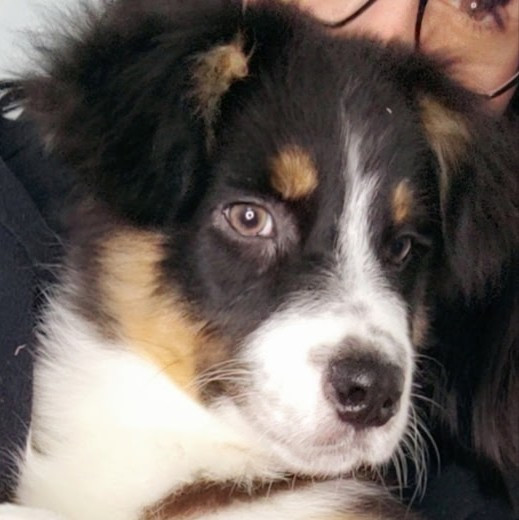 Domaine De Almeida Amor Eterno - Chiots disponibles - Berger Australien