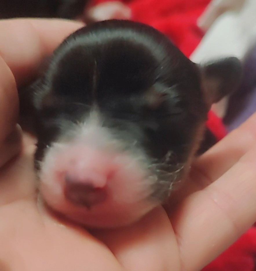 Domaine De Almeida Amor Eterno - Chiots disponibles - Berger Australien