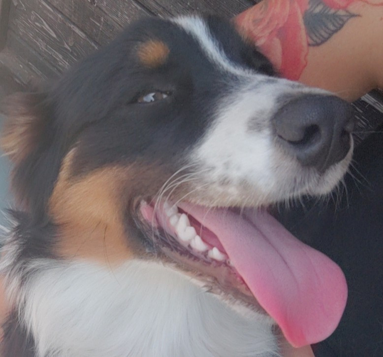 Domaine De Almeida Amor Eterno - Chiots disponibles - Berger Australien