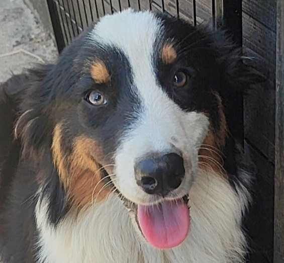 Domaine De Almeida Amor Eterno - Chiots disponibles - Berger Australien
