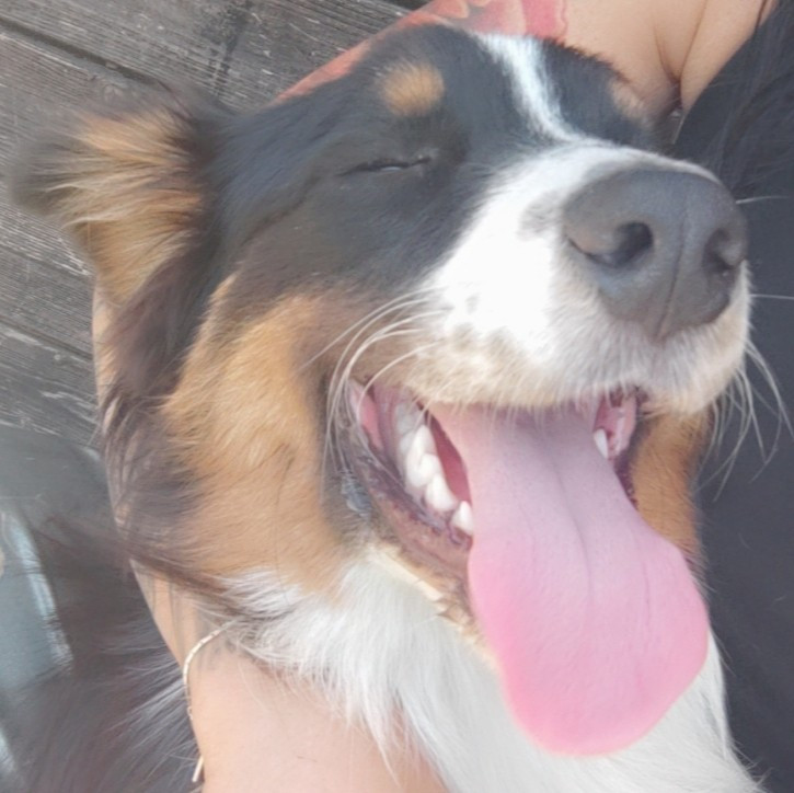Domaine De Almeida Amor Eterno - Chiots disponibles - Berger Australien