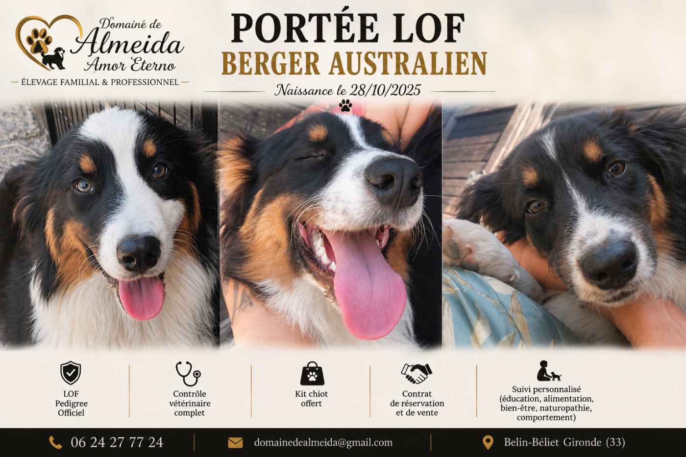 Domaine De Almeida Amor Eterno - Berger Australien - Portée née le 28/10/2025