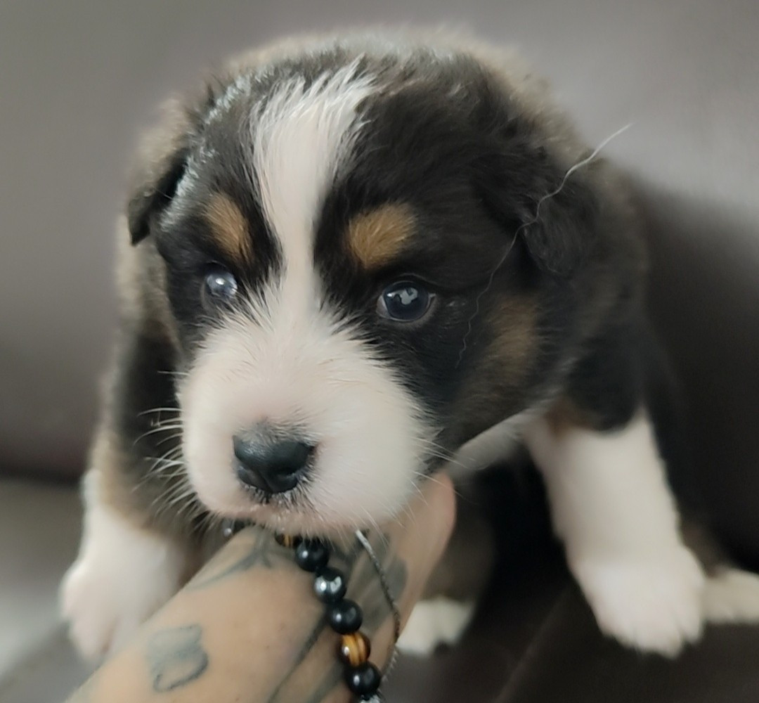 Domaine De Almeida Amor Eterno - Chiots disponibles - Berger Australien