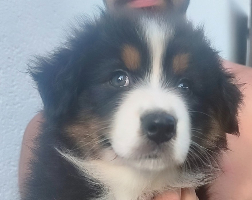 Domaine De Almeida Amor Eterno - Chiots disponibles - Berger Australien