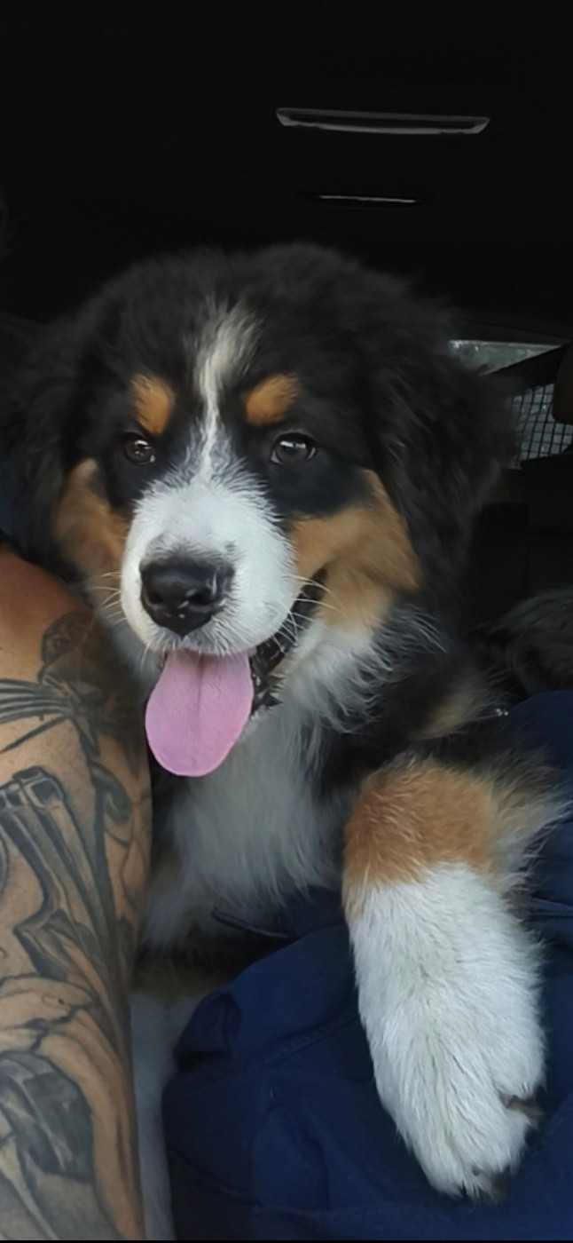 Domaine De Almeida Amor Eterno - Chiots disponibles - Berger Australien