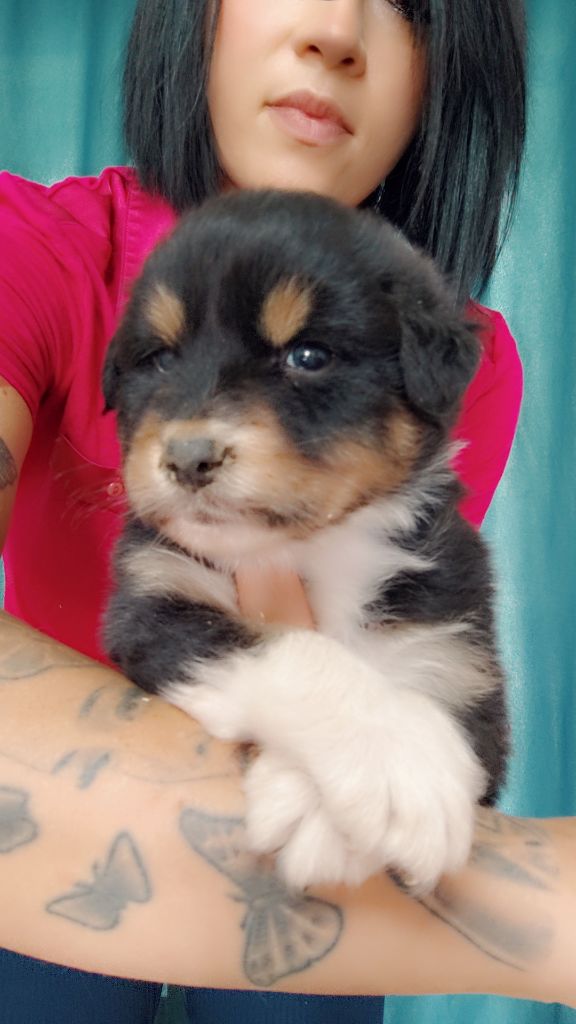 Domaine De Almeida Amor Eterno - Chiots disponibles - Berger Australien