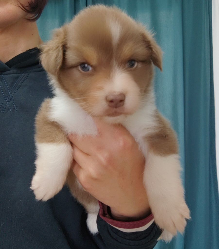 Domaine De Almeida Amor Eterno - Chiots disponibles - Berger Australien