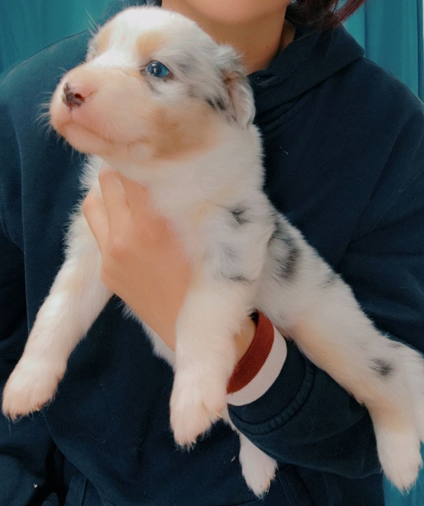 Domaine De Almeida Amor Eterno - Chiots disponibles - Berger Australien