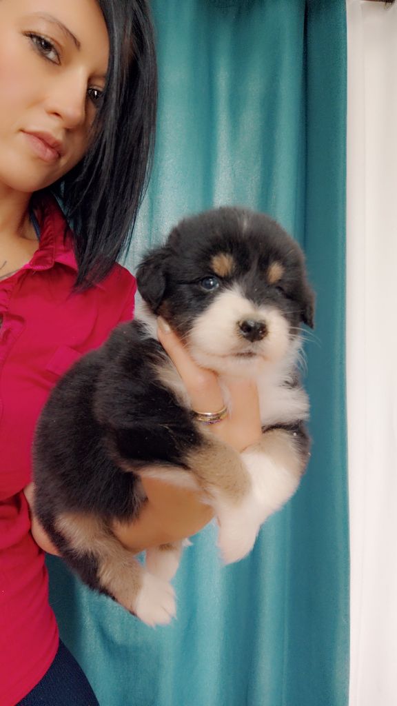 Domaine De Almeida Amor Eterno - Chiots disponibles - Berger Australien