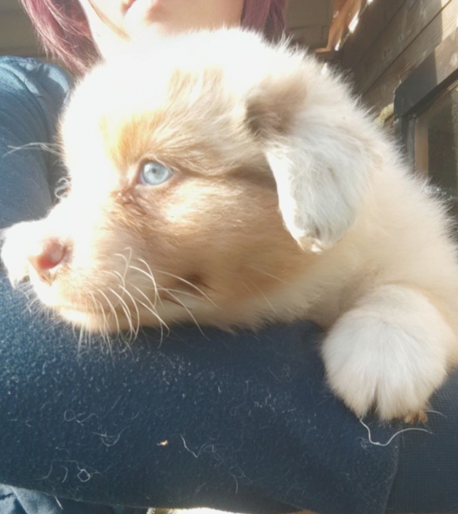 Domaine De Almeida Amor Eterno - Chiots disponibles - Berger Australien