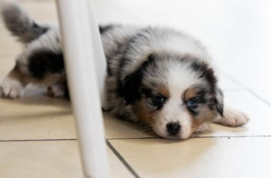 Domaine De Almeida Amor Eterno - Berger Australien - Portée née le 30/09/2024