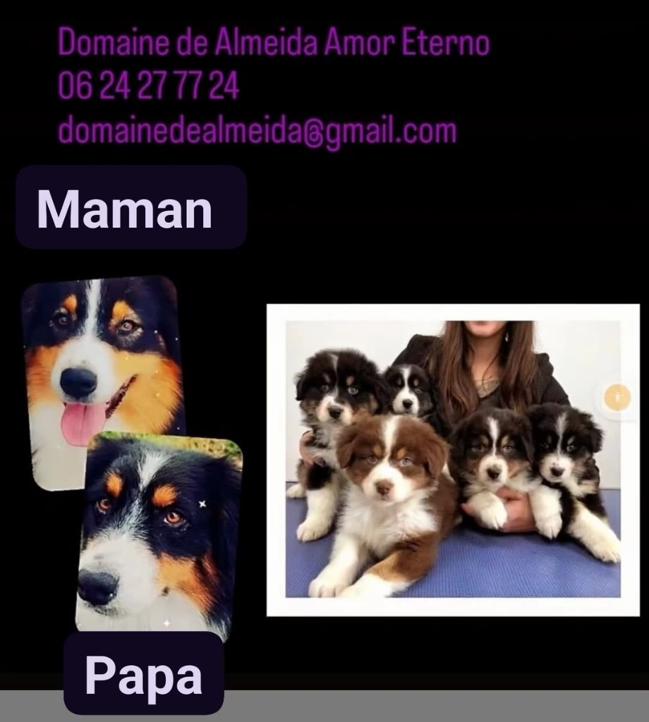 Chiot Berger Australien Domaine De Almeida Amor Eterno