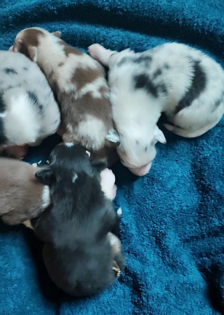 Chiot Berger Australien Domaine De Almeida Amor Eterno