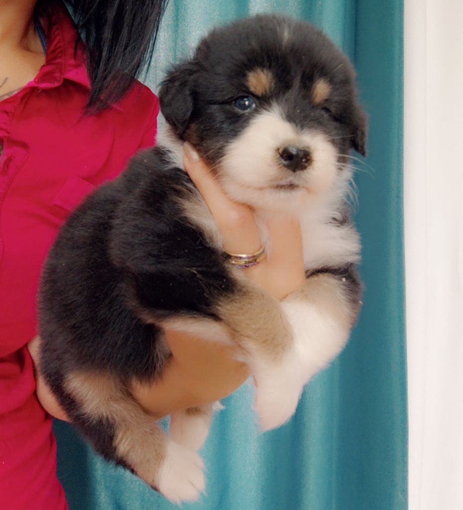 Domaine De Almeida Amor Eterno - Chiots disponibles - Berger Australien