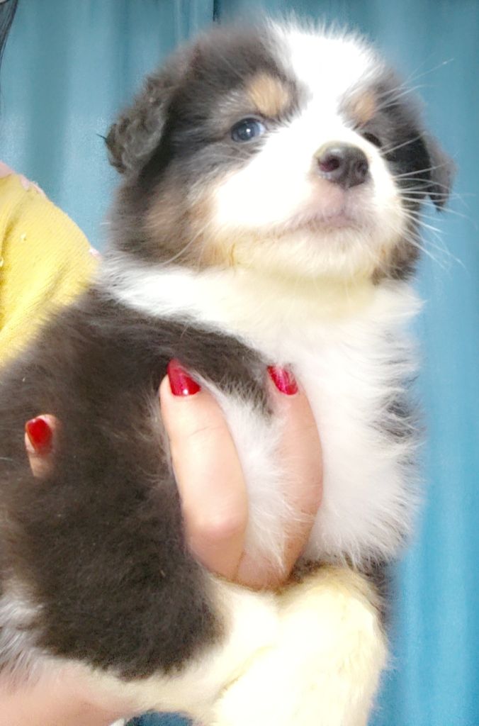 Domaine De Almeida Amor Eterno - Chiots disponibles - Berger Australien