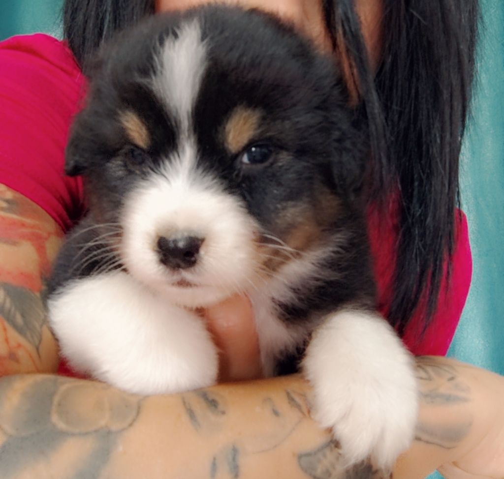Domaine De Almeida Amor Eterno - Chiots disponibles - Berger Australien