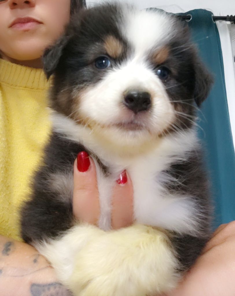 Domaine De Almeida Amor Eterno - Chiots disponibles - Berger Australien
