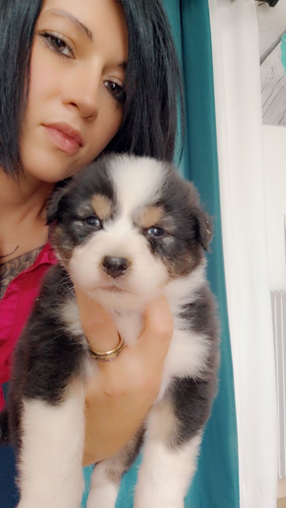 Domaine De Almeida Amor Eterno - Chiots disponibles - Berger Australien