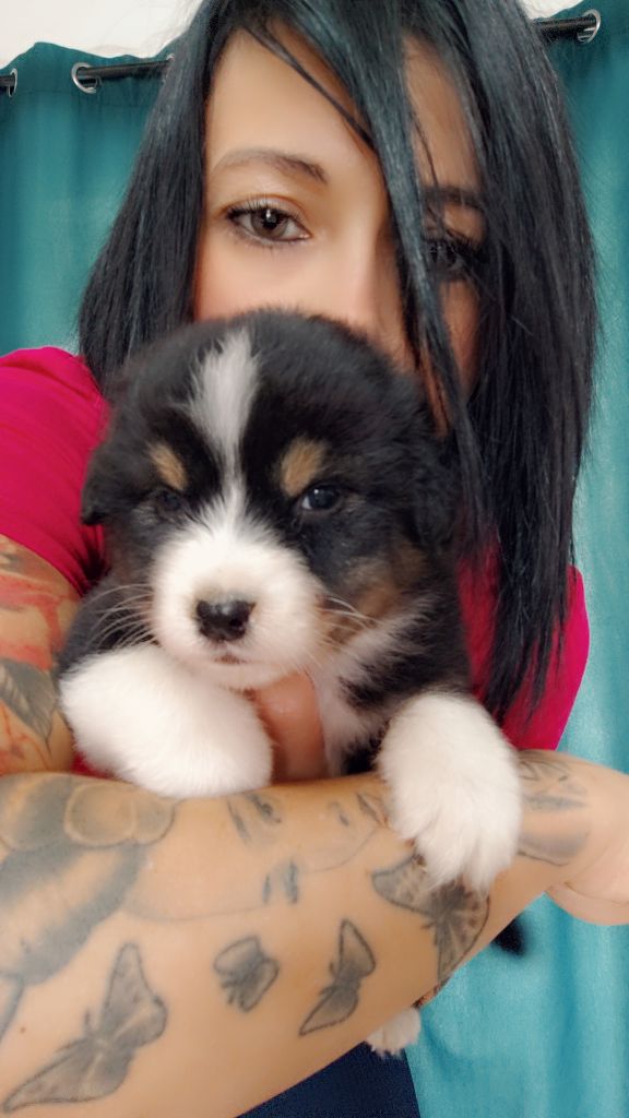Domaine De Almeida Amor Eterno - Chiots disponibles - Berger Australien