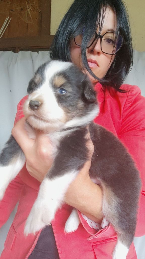 Domaine De Almeida Amor Eterno - Chiots disponibles - Berger Australien