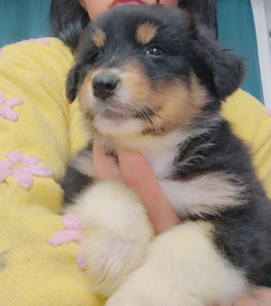 Domaine De Almeida Amor Eterno - Chiots disponibles - Berger Australien