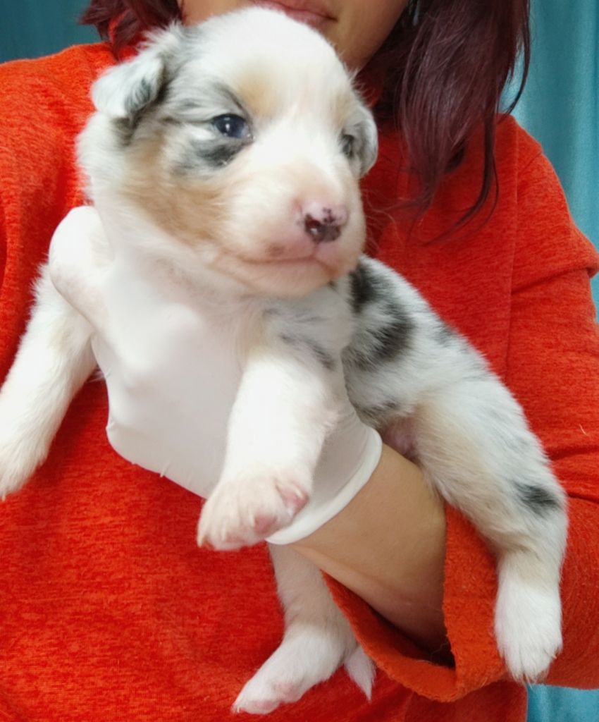 Domaine De Almeida Amor Eterno - Chiots disponibles - Berger Australien