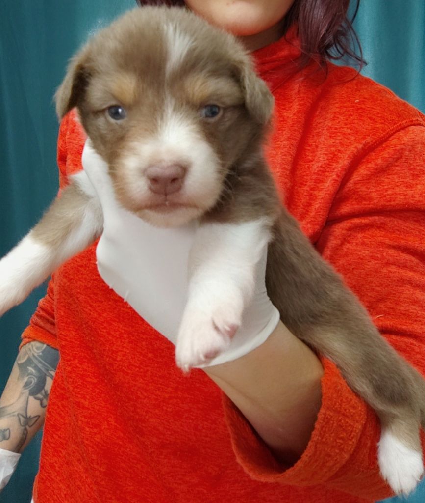 Domaine De Almeida Amor Eterno - Chiots disponibles - Berger Australien