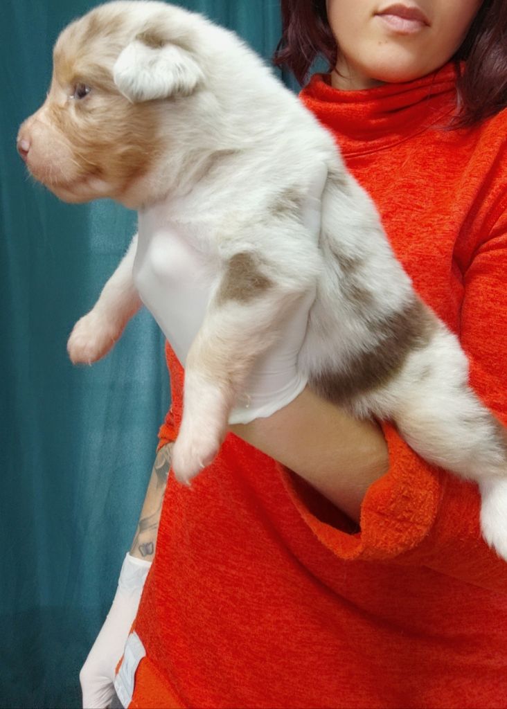 Domaine De Almeida Amor Eterno - Chiots disponibles - Berger Australien