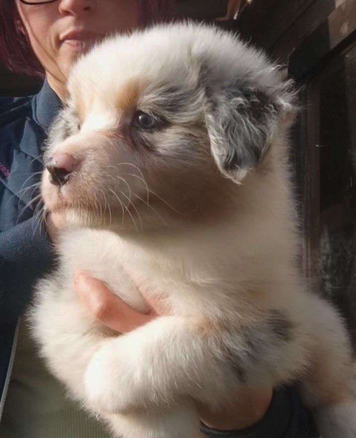 Domaine De Almeida Amor Eterno - Chiots disponibles - Berger Australien